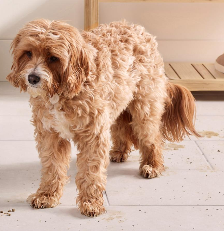 Mirosuri și particule de piele exfoliată de la animalele de companie