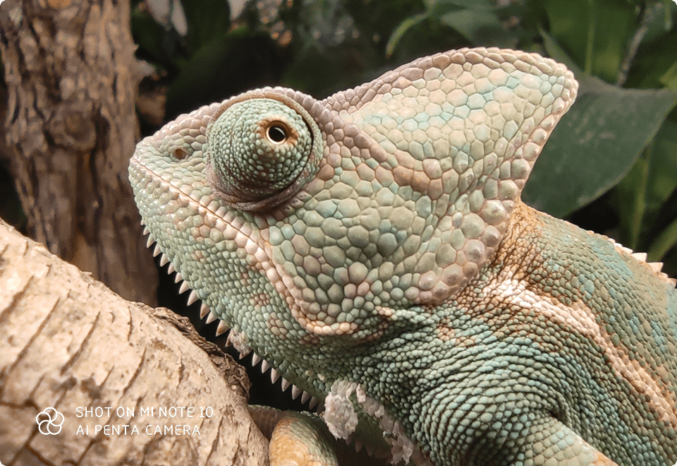 Mi Note 10 macro slide 1