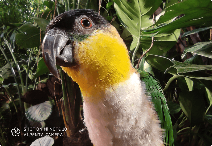 Mi Note 10 macro slide 3