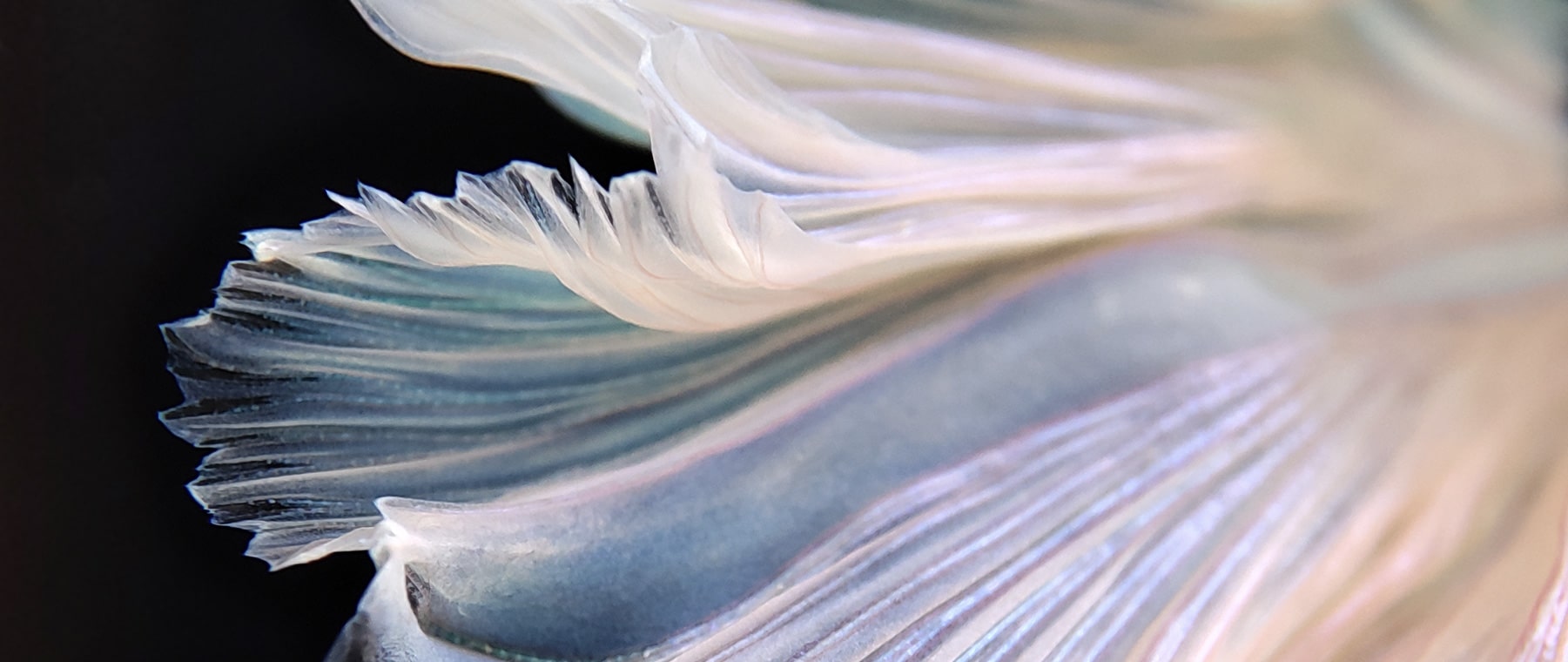 Poco F2 Pro focus while 1