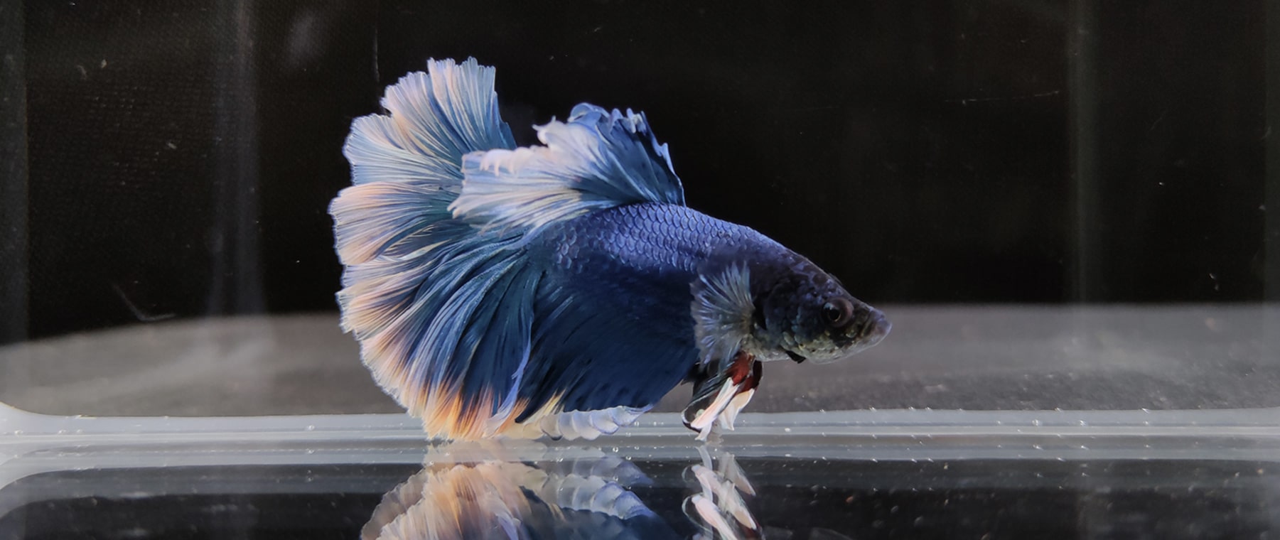 Poco F2 Pro focus while 2