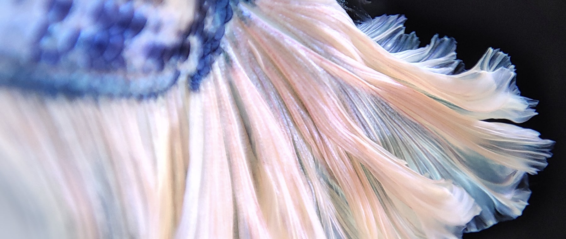 Poco F2 Pro focus while 3