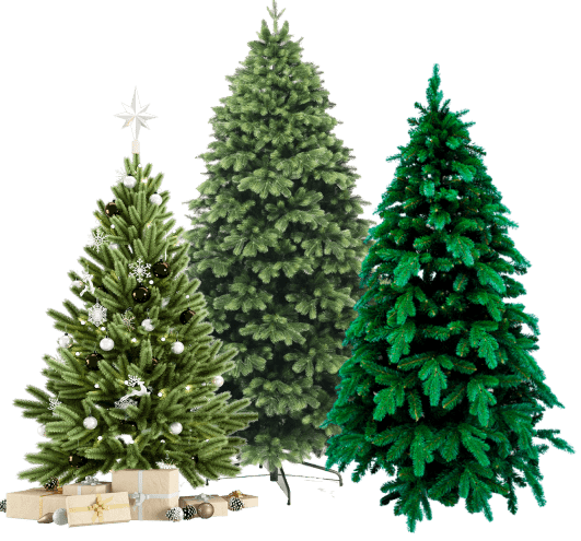 fir