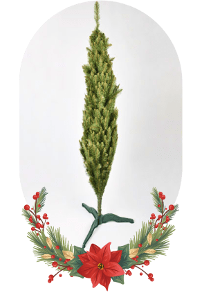 fir traditional option 1