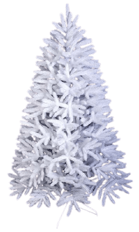 fir white tree