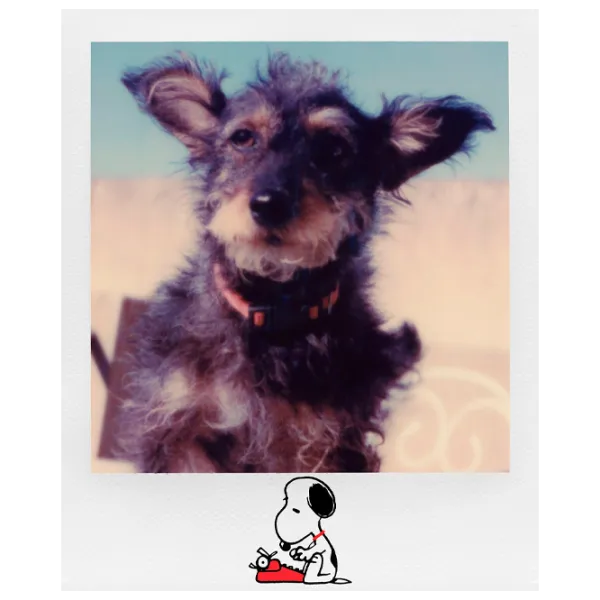 Фотобумага для Polaroid I-Type (8шт.) Цветная/ Peanuts Edition photo 5 Фотобумага для Polaroid I-Type (8шт.) Цветная/ Peanuts Edition photo 5