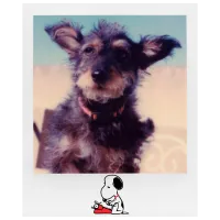Фотобумага для Polaroid I-Type (8шт.) Цветная/ Peanuts Edition photo 5