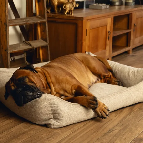 Pat pentru câine Beeztees Memory Foam ZIA Beige photo 2 Pat pentru câine Beeztees Memory Foam ZIA Beige photo 2