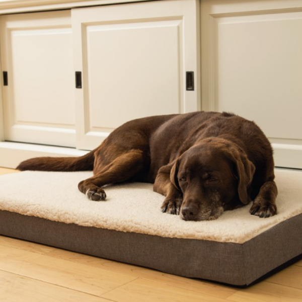 Кровать для собаки Beeztees Memoryfoam ZIRA Бежевый photo 2 Кровать для собаки Beeztees Memoryfoam ZIRA Бежевый photo 2