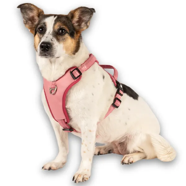 Ham Max & Molly Sport Matrix 2.0 pentru câine/ L photo 4 Ham Max & Molly Sport Matrix 2.0 pentru câine/ L photo 4