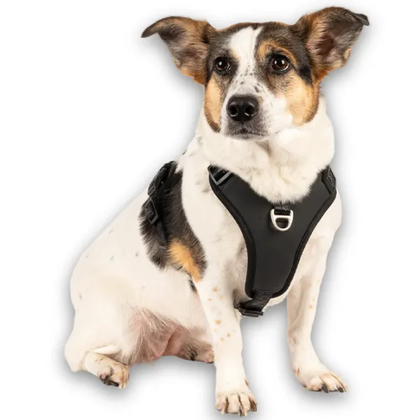 Ham Max & Molly Sport Matrix 2.0 pentru câine/ XL photo 5