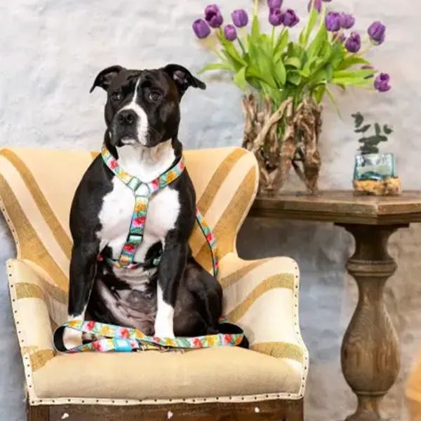 Шлейка Max & Molly Exotique для собаки/ L photo 4 Шлейка Max & Molly Exotique для собаки/ L photo 4