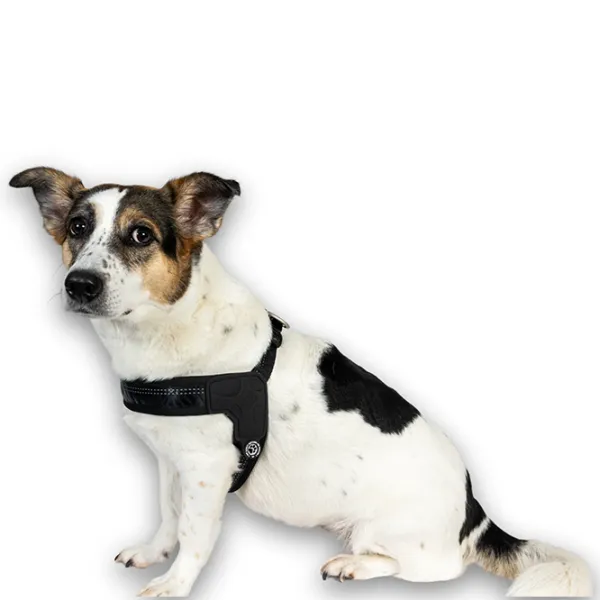 Шлейка Max & Molly Q-Fit Matrix 2.0 для собаки/ XS photo 3 Шлейка Max & Molly Q-Fit Matrix 2.0 для собаки/ XS photo 3