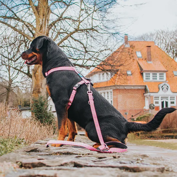 Шлейка Max & Molly Retro для собаки/ S photo 4 Шлейка Max & Molly Retro для собаки/ S photo 4