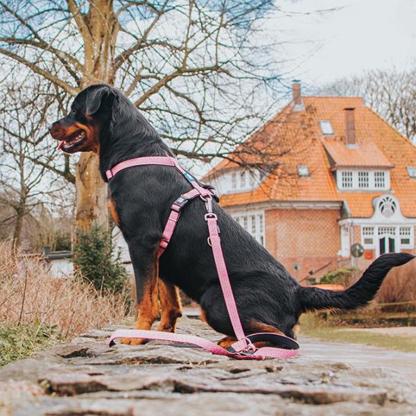 Шлейка Max & Molly Retro для собаки/ S photo 5 Шлейка Max & Molly Retro для собаки/ S photo 5