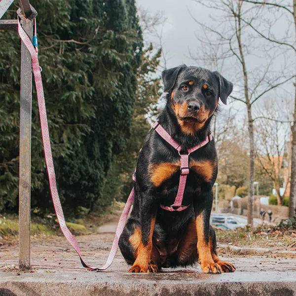 Шлейка Max & Molly Retro для собаки/ S photo 9 Шлейка Max & Molly Retro для собаки/ S photo 9