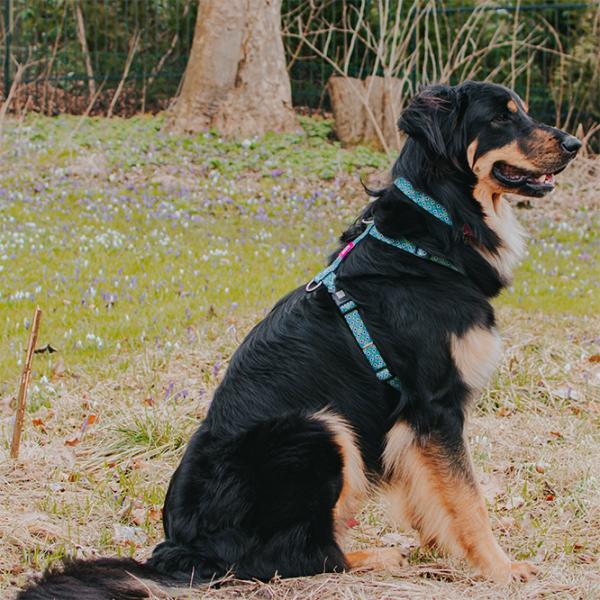 Ham Max & Molly Retro pentru câine/ L photo 2 Ham Max & Molly Retro pentru câine/ L photo 2