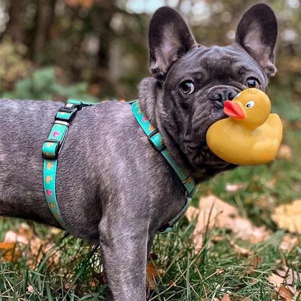 Шлейка Max & Molly Ducklings для собаки/ M photo 4