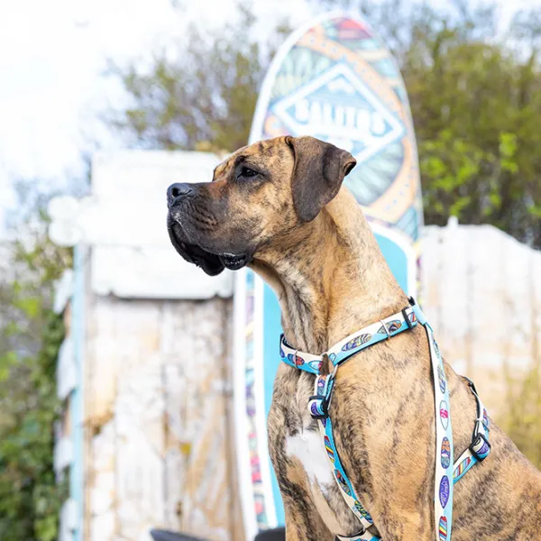 Поводок Max & Molly Aloha M/ для собаки photo 2