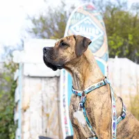 Поводок Max & Molly Aloha M/ для собаки photo 2