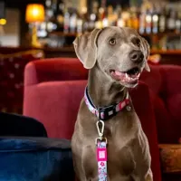 Поводок Max & Molly Cherry Bloom S/ для собаки photo 2