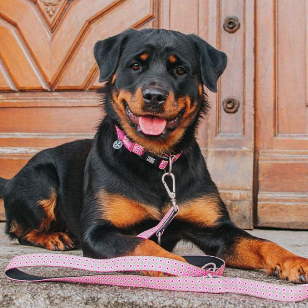 Поводок Max & Molly Multi-Function Retro M/ для собаки photo 2
