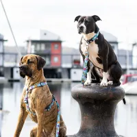 Поводок Max & Molly Blue Ocean L/ для собаки photo 3