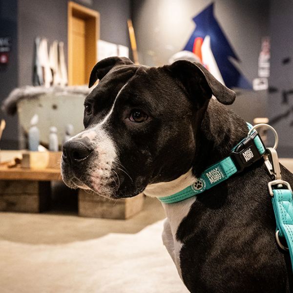 Zgardă Max & Molly Matrix 2.0 pentru câine/ S photo 4 Zgardă Max & Molly Matrix 2.0 pentru câine/ S photo 4