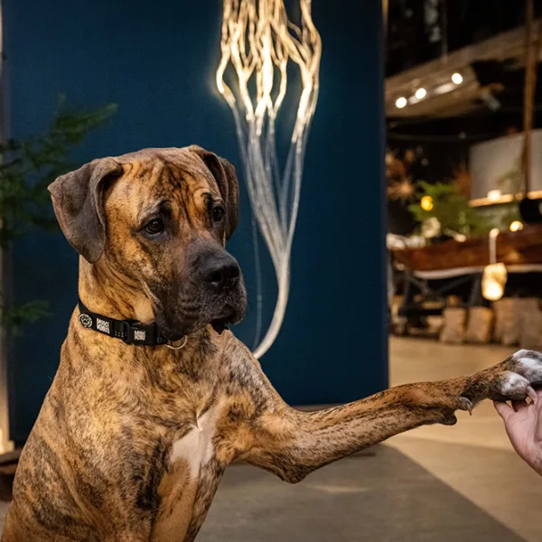 Zgardă Max & Molly Matrix 2.0 pentru câine/ S photo 3 Zgardă Max & Molly Matrix 2.0 pentru câine/ S photo 3