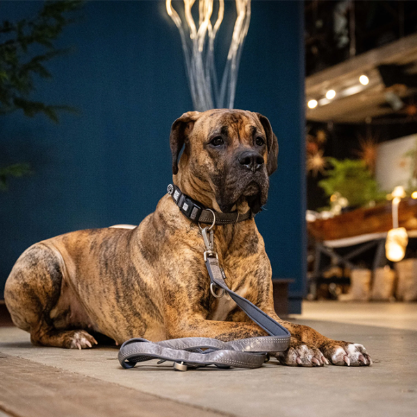 Zgardă Max & Molly Matrix 2.0 pentru câine/ S photo 2