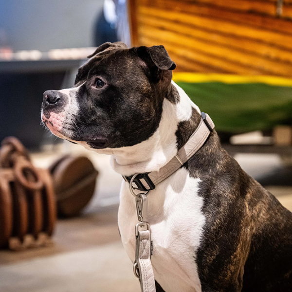 Zgardă Max & Molly Matrix 2.0 pentru câine/ L photo 4