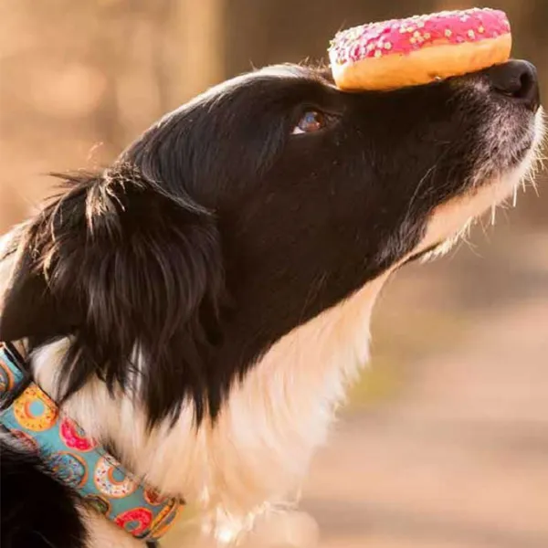 Zgardă Max & Molly Smart ID Donuts pentru câine/ L photo 4