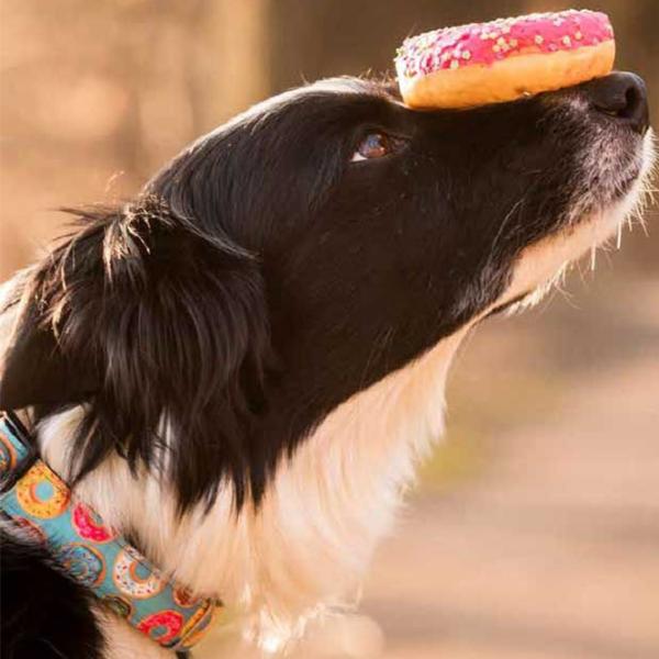 Zgardă Max & Molly Smart ID Donuts pentru câine/ L photo 4