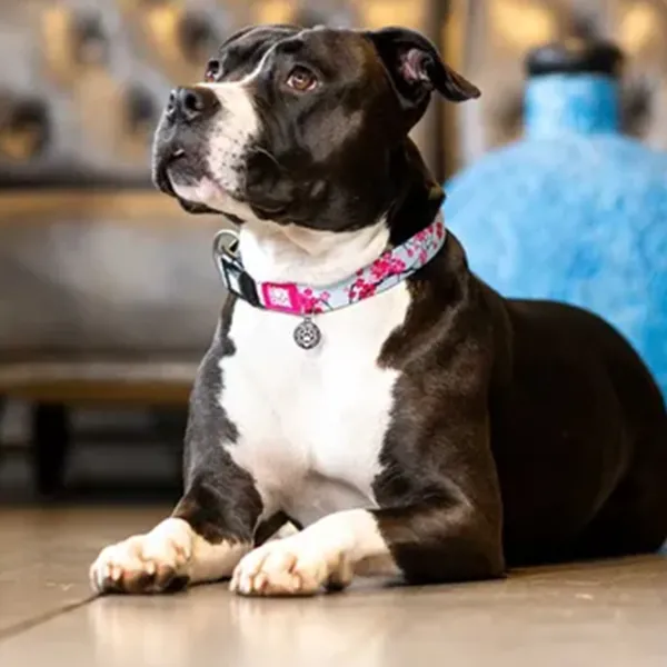 Zgardă Max & Molly Cherry Bloom pentru câine/ L photo 4