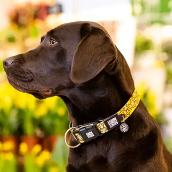 Чокер Max & Molly Monkey Maniac для собаки/ XS photo 6 Чокер Max & Molly Monkey Maniac для собаки/ XS photo 6