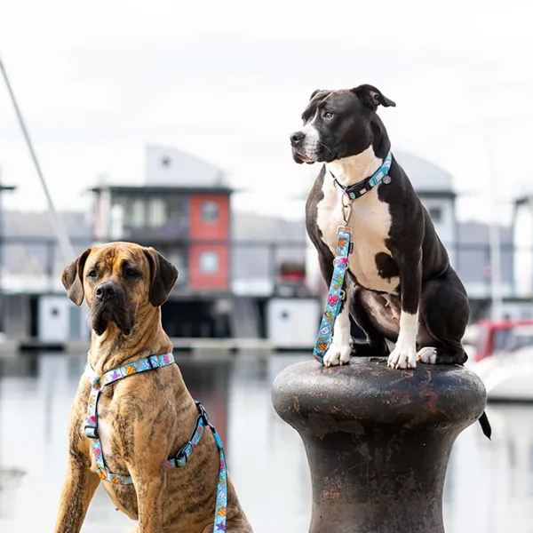 Zgardă Max & Molly Ocean pentru câine/ S photo 5 Zgardă Max & Molly Ocean pentru câine/ S photo 5