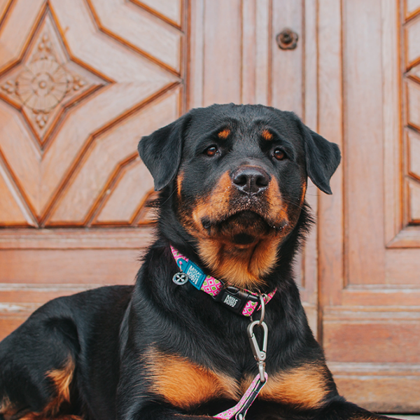 Zgardă Max & Molly Retro pentru câine/ M photo 5