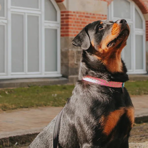 Zgardă Max & Molly Retro pentru câine/ M photo 6