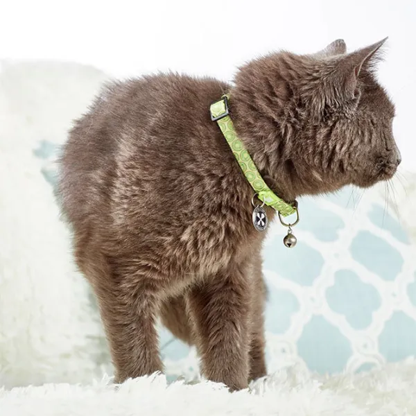 Чокер Max & Molly Smart ID Cat Kiwi для кошек photo 4
