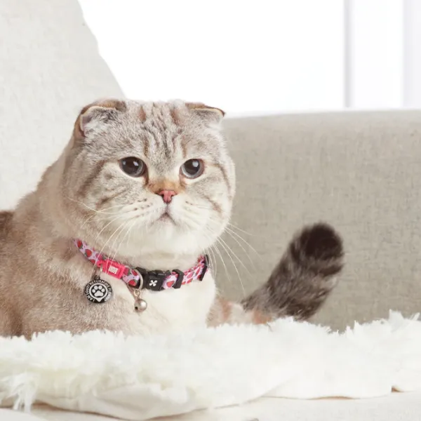 Чокер Max & Molly Smart ID Cat Strawberry Dream для кошек photo 2 Чокер Max & Molly Smart ID Cat Strawberry Dream для кошек photo 2
