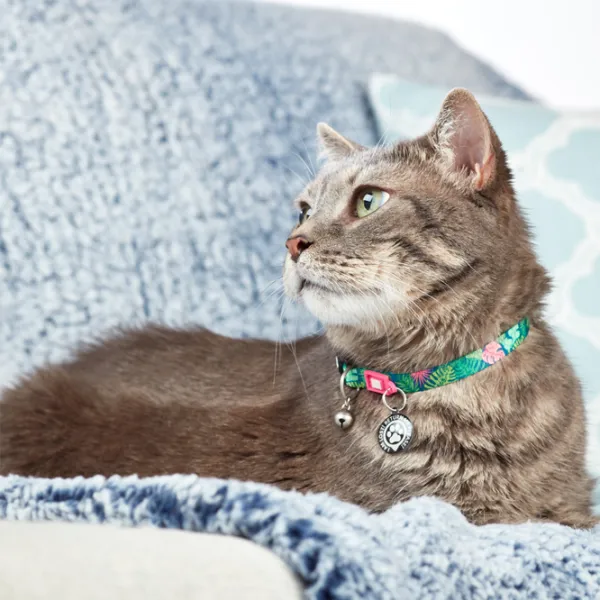 Чокер Max & Molly Smart ID Cat Tropical для кошек photo 5 Чокер Max & Molly Smart ID Cat Tropical для кошек photo 5