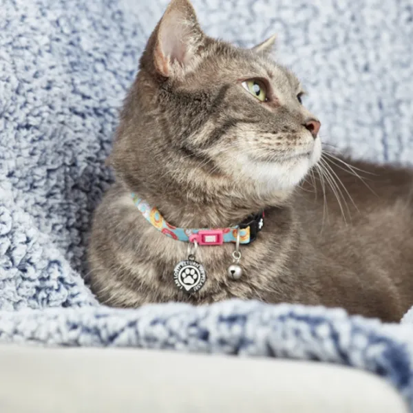Чокер Max & Molly Smart ID Cat Donuts для кошек photo 5 Чокер Max & Molly Smart ID Cat Donuts для кошек photo 5