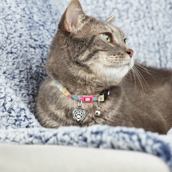 Чокер Max & Molly Smart ID Cat Donuts для кошек photo 5 Чокер Max & Molly Smart ID Cat Donuts для кошек photo 5