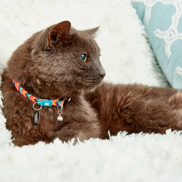 Чокер Max & Molly Summertime для кошек photo 3 Чокер Max & Molly Summertime для кошек photo 3