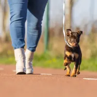 Поводок Beeztees PUPPY SET TORI для собаки photo 3