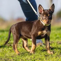 Поводок Beeztees PUPPY SET JICCA для собаки photo 2