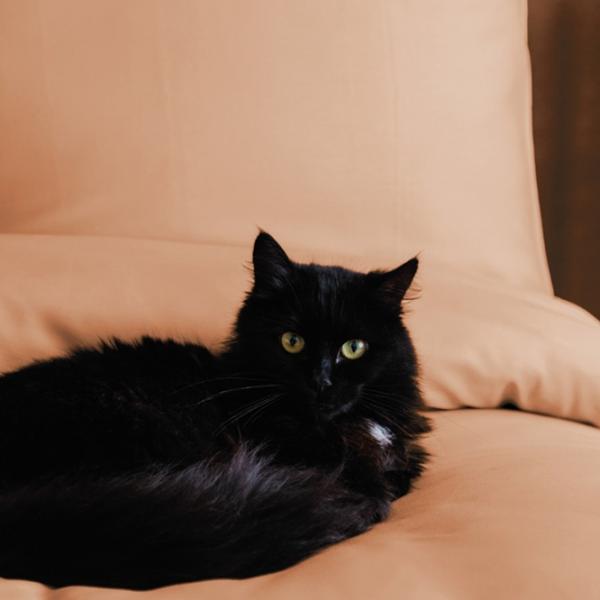 Постельное бельё Issimo Home Simply Family Атлас photo 2