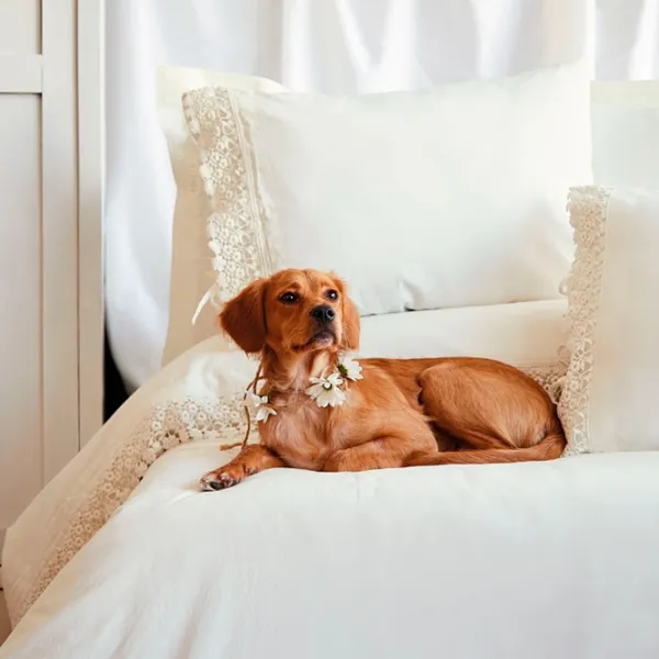 Постельное бельё Issimo Home Daisy Double Vanilla Хлопок photo 4