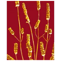 Pictură pe numere BrushMe Planta de aur BS53993 50 x 40 cm / Verticală