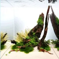 Scoarță Aquael Mangrove Root Cantitatea în set - 4